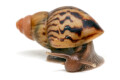 Lissachatina zanzibarica type 5 juvenil